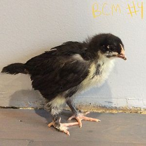 BCM chick pullet