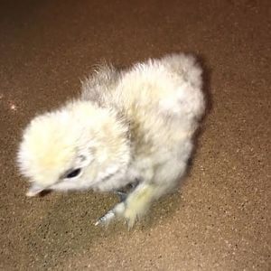 Baby Silkie