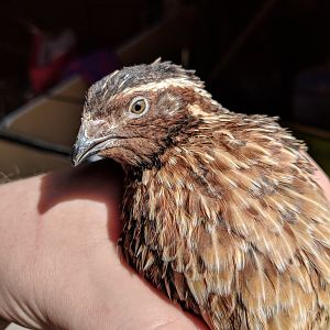 Male Coturnix quail (rescue bird)