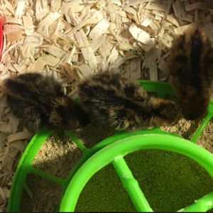 Quail chicks at feeder