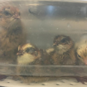 Quail chicks in incubator