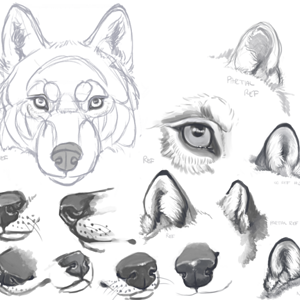 Wolf Studies August 2020.png