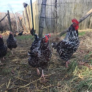 Rocky, speckled sussex rooster