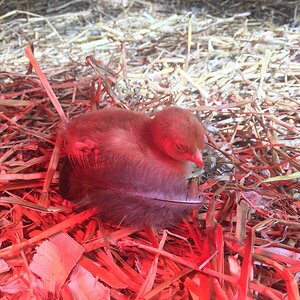 Rhode island chick sleeping by a feather