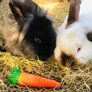 Nibbles and Olivia rabbits