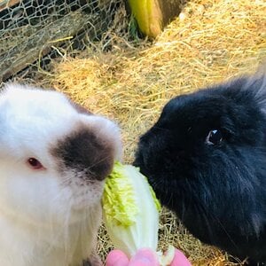 Nibbles and Olivia Rabbits