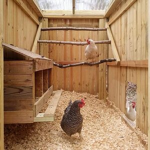 Flora Luna Farm ~ Inside chicken coop