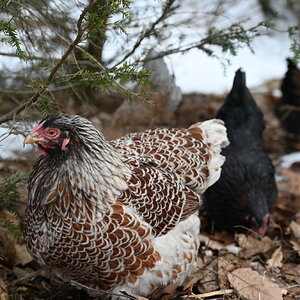 Blue laced red wyandotte