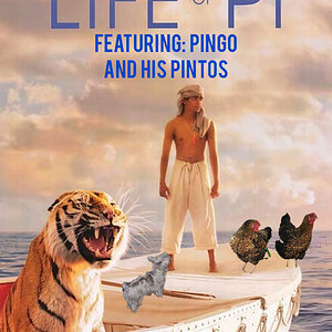 Life of Pi, Pingo and the Pintos