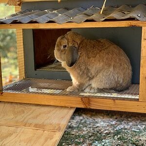 "Bunny Wunny" in his new house, 2019