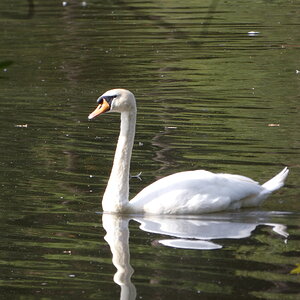 Mummy Swan