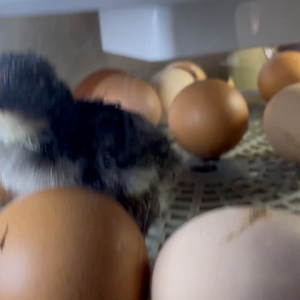 Chicks starting to hatch