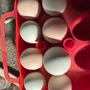 Pullet Eggs 2023