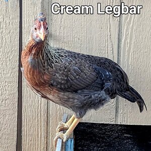 CreamLegbar.jpg
