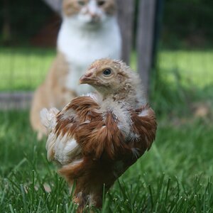 Poultry and Pals Photo Contest 39.jpg
