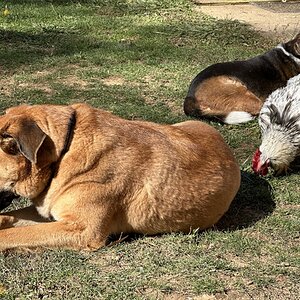 Poultry and Pals Photo Contest 40.jpg