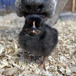 Cutest Baby Fowl Photo Contest 53.jpg