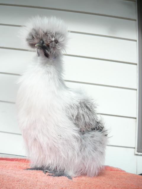 Izzy Bird