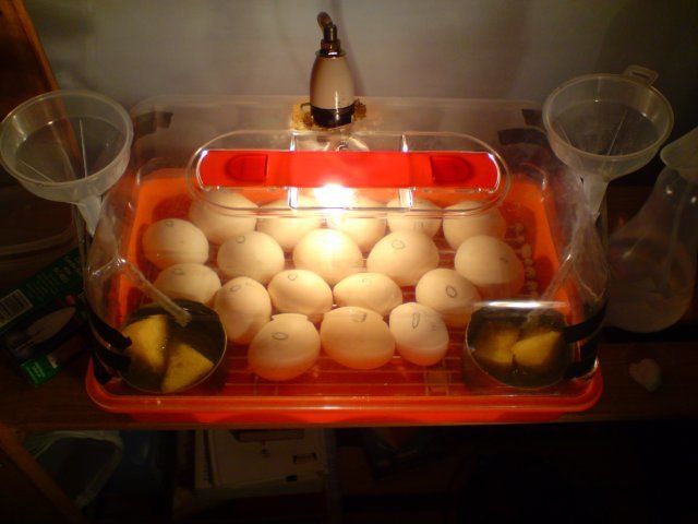 Homemade chicken incubator ~ Makers