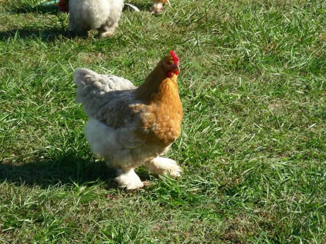 Backyard Chickens Virginia | Small Backyard Landscaping Ideas