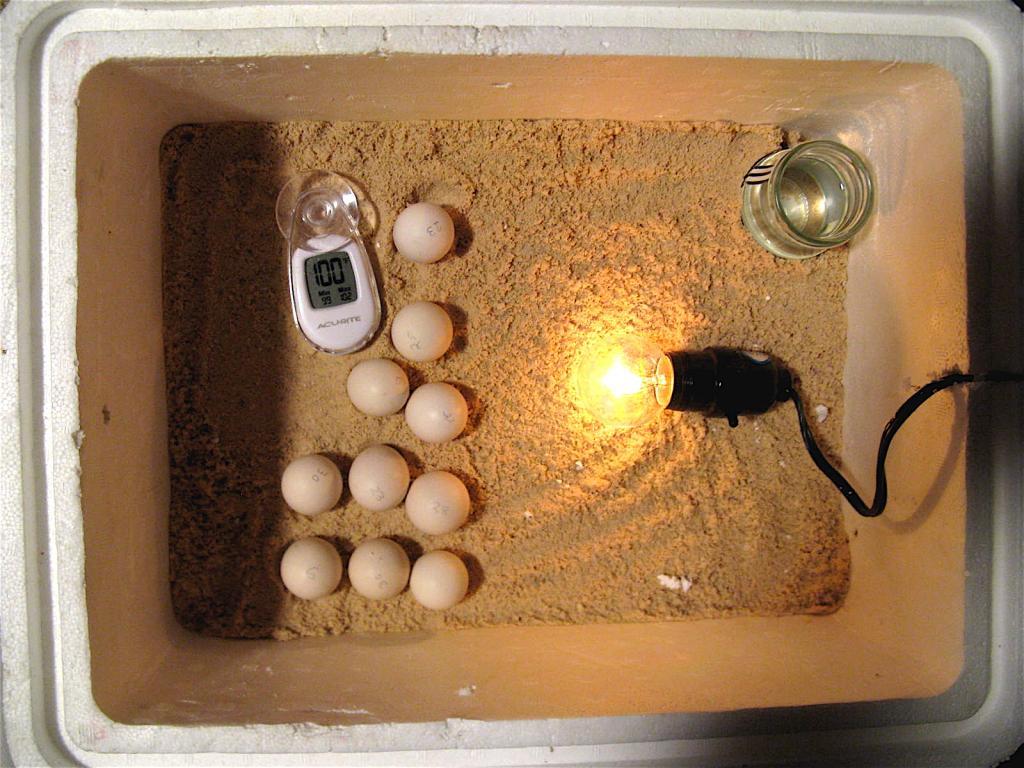 georgys-egg-incubator - BackYard Chickens Community
