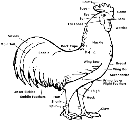 Hen Anatomy