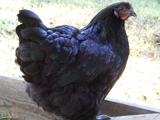 http://www.backyardchickens.com/forum/uploads/12029_pumpkinpup_australorp_hen.jpg