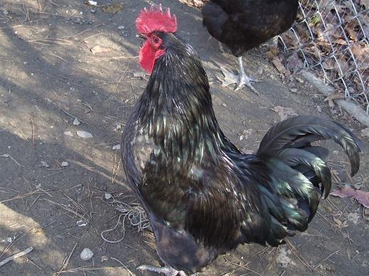 http://www.backyardchickens.com/forum/uploads/12029_pumpkinpup_australorp_roo.jpg