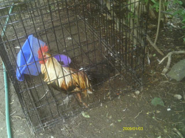 Golden+Phoenix+Chickens+for+Sale http://www.backyardchickens.com/forum ...