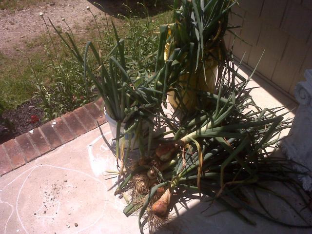 14084_onions_2011_2.jpg