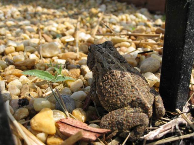 14084_toad1.jpg