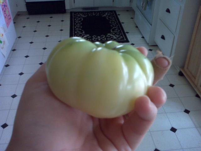 14084_white_tomato.jpg