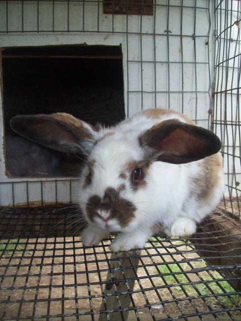 14550_picture_005.jpg