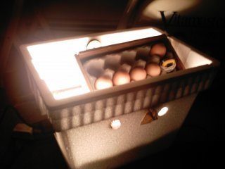  to hatch chicken eggs in a homemade incubator Diy | incubator Chicken