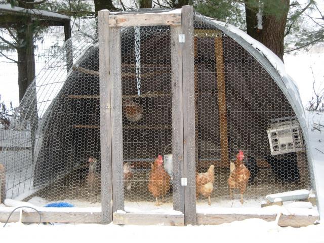 Chicken Hoop House