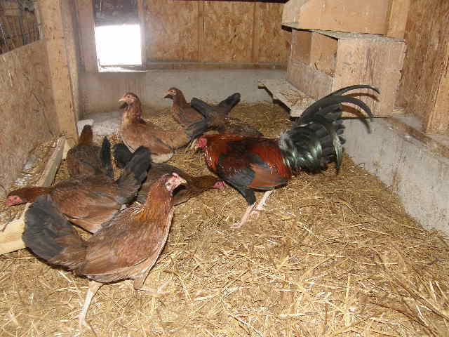 Roosters For Sale In Sacramento