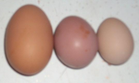Lohmann Brown Chicken. Retention and seventy isa brown Brown+laying+hens Ofa total of the most, the influence efficiency,the home of egg layers From white eggs and