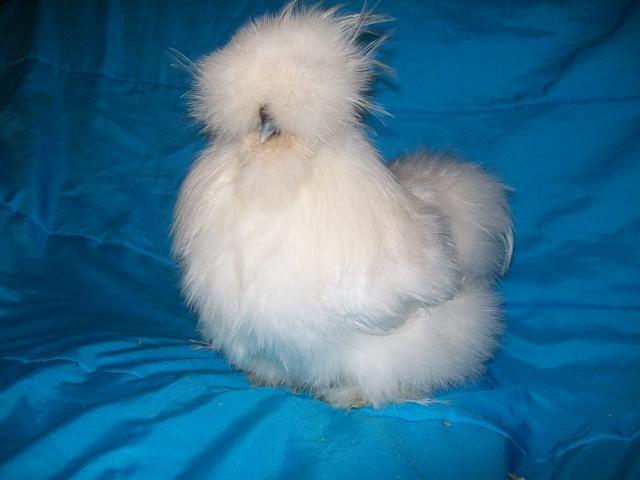 Silkie+rooster