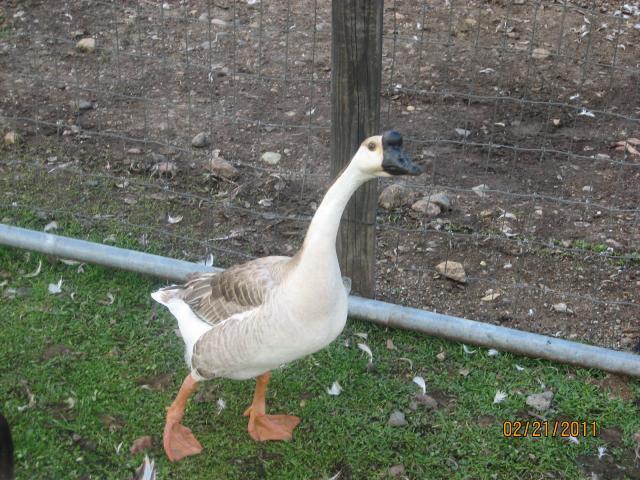 Male Or Female Chinese Goose