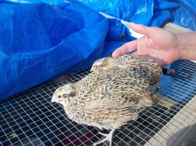 http://www.backyardchickens.com/forum/uploads/17739_104_0424.jpg