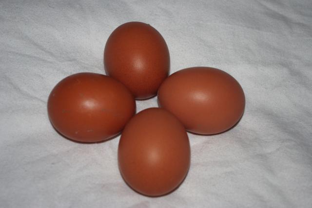 Barnevelder Eggs