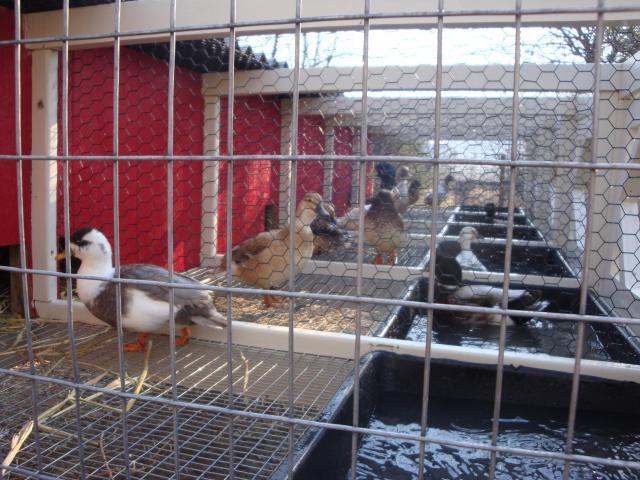 http://www.backyardchickens.com/forum/uploads/18120_duck_breeding_pen 