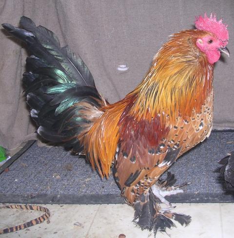 dutch booted bantam