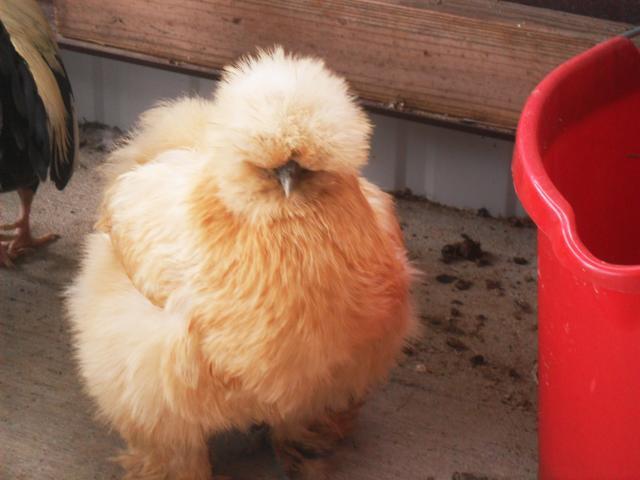 Silkie Eggs