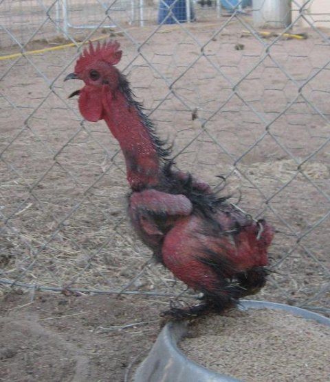 Image result for ugliest chicken