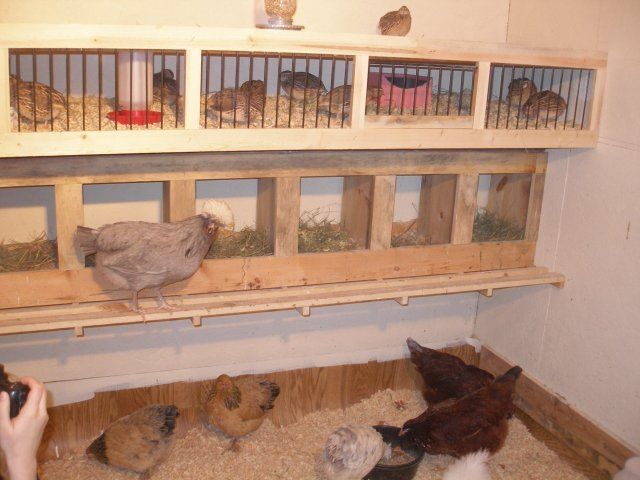 Quail and Chicken House