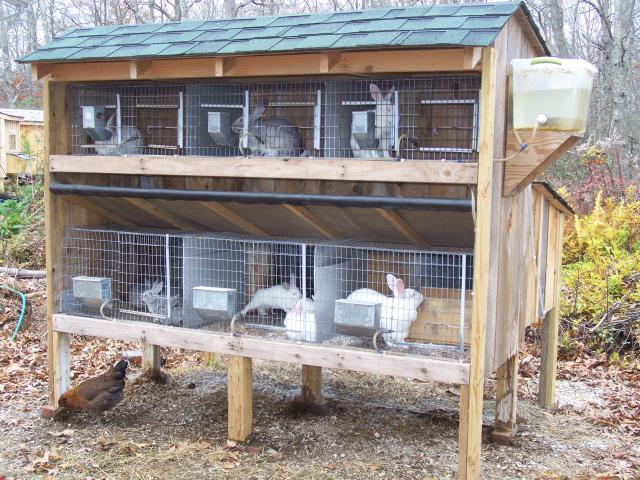 Outdoor Rabbit Cages