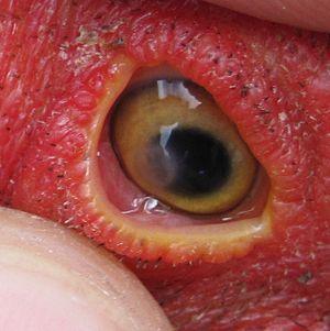 terramycin eye ointment