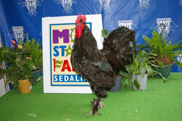 Single Comb Rhode Island Red