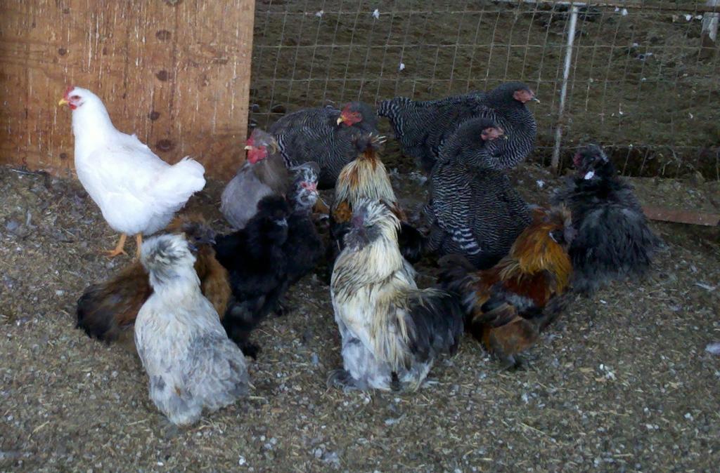 Lavender Leghorn Chickens